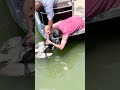 kind men saves a pelican choking on a huge fish