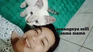 Pilo 7 Kucing Lucu