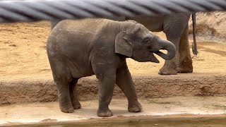 プールに入ろうか迷うアルン❗️ 3月21日 上野動物園