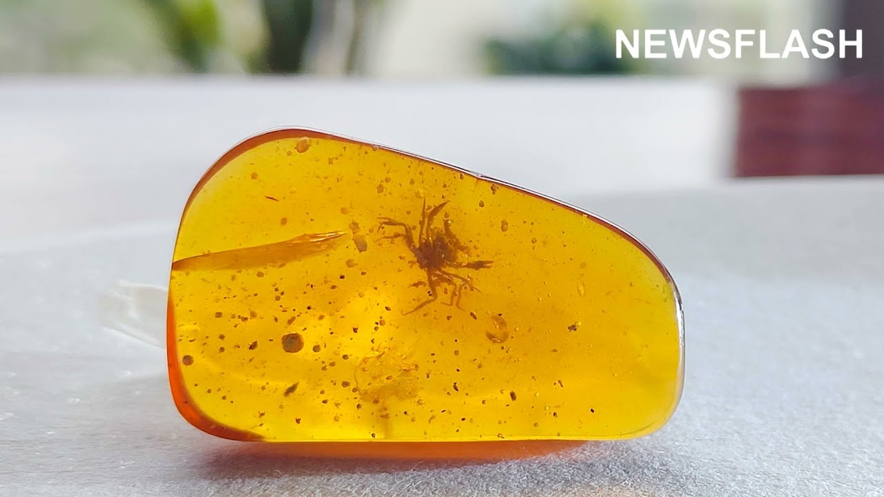 Worlds Oldest Crab In Amber For 100 Million Years - YouTube