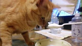 ヨーグルト好きな猫　猫動画