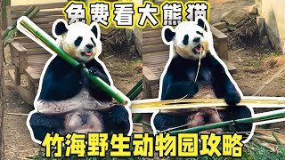 郑州市民免费看大熊猫！栾川竹海野生动物园攻略！【果妈的双倍幸福】