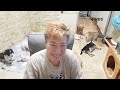 김도그맘과300마리행복한보금자리~~오늘 하루의 시간~~아픈 아이들ㅠ 소통^^~ㅠ 아무이야기 힐링 다음카페 팔코기네 .