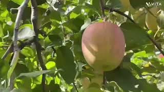 りんごが収穫できるまでリンゴ園の大変さ清光園🍎収穫前の作業Until the apples can be harvested The difficulty of the apple orchard