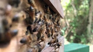 Uganda:  bee venom therapy as an alternative medicine