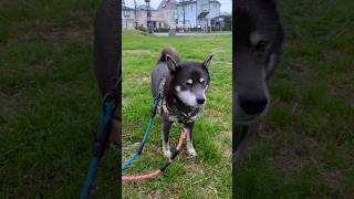 雨の中、探索モードに入るクマ吉おじき。犬友に会えず残念でしたね。#柴犬 #黒柴 #柴犬のいる生活 #dogs #doglover