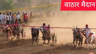 वासराणे घेतला फायनल वाठार बैलगाडी शर्यत  मैदानात वासराचा पळ बघून पूर्ण पब्लिक गोळा झाले