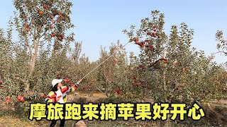 骑125小踏板摩旅来到新疆，一路狂飙到果园，摘苹果过程太开心【闲云飘漂】