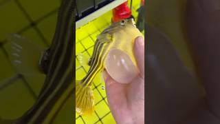 Puffer fish with a cracked belly. #animals #healing #pufferfish #amazing #fish #shorts #shortvideo