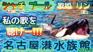 【水族館】歌の練習中のリン@名古屋港水族館(Port of Nagoya Public Aquarium)シャチプール(2024年8月)