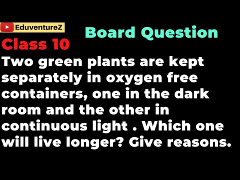 What does happen to a green potted plant if it is kept in a dark room?