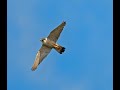 RSPB Frampton Marsh