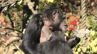 My mother loves pyracantha! by Dill 　お母さんはピラカンサが大好き！ディル　Chimpanzee  Tama Zoological Park