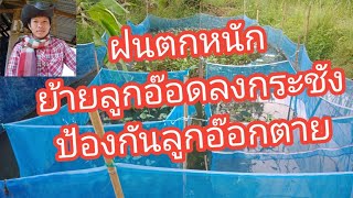 ฝนตกหนักพายุเข้า ต้องย้ายลูกอ๊อดลงกระชังบ่อดินป้องกันลูกอ๊อดตายยกบ่อ#วิธีเลี้ยงลูกอ๊อดep70/64