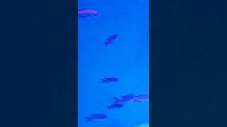 വരൂ കടലിനടിയിലെ മായാലോകം കാണാൻ #acrylic underwater tunnel aquarium#alleppey beach#plz subscribe