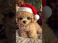 handheld toy poodle stuffed toy toy poodle