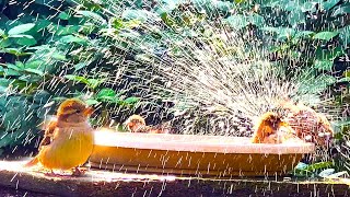 Spatzen baden😍Brazilian splash #spatz #baden #splash #spaß #vogelgezwitscher #birdslover #cute #tier