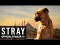 STRAY Trailer [HD] Mongrel Media