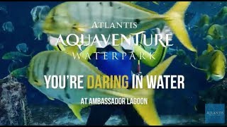 You're Daring In Water | Aquaventure Waterpark | Atlantis, The Palm