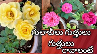 Rose flowers,🌹🌹గులాబీలు గుత్తులు గుత్తులు రావాలంటే Ila try చెయ్యండి little parrot channel