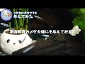 メダカにボウフラを与えるとこうなります【検証動画】