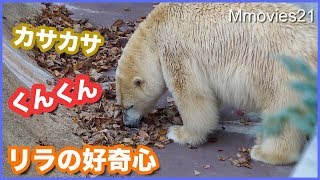 落ち葉のニオイをかぐリラ　デナリの健康チェック Polar Bears in　autumn