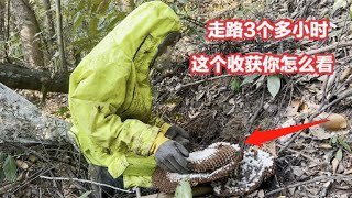 走3个多小时山路，一分钟进出20多个老蜂，挖出来没想到是这样