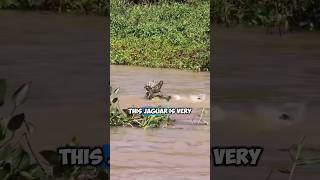 Jaguar hunts crocodiles one by one in the Amazon forest #Jaguar #crocodiles #video #shorts