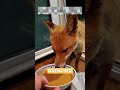 Fox buried alive is rescued, revives with love and play 🦊❤️#rescueanimals #animals #animalsoftiktok