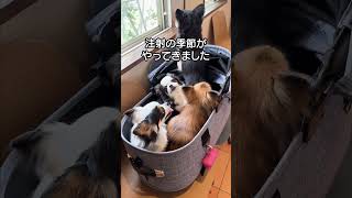 毎年同じリアクションw狂犬病の注射を打たれた犬の様子【チワワ】【Chihuahua】【多頭飼い】【ブラックタン】#shorts