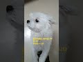 멍집사 116 트로트~ 구독 강아지 초보 shrots pets 개 youtube cute 재미있는개 릴스 추천 댕댕이 명화 신곡 트로트 쇼츠 알고리즘 이슈 일요일 히트 겨울 한파