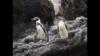 洪堡企鵝  Humboldt Penguin