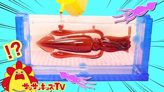 巨大イカを食べる！？海の生き物のグミを手作り！深海魚研究所で実験のようなお料理おままごと♪・親子向け知育教育★サンサンキッズTV★