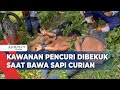 Kawanan Pencuri Hewan Ditangkap Saat Bawa 2 Ekor Sapi Curian