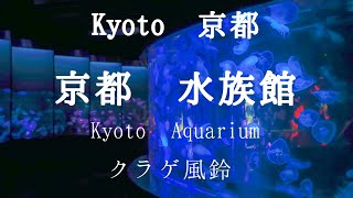 【京都　Kyoto】2021 京都水族館　クラゲワンダー　風鈴【そうだ京都行こう】