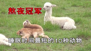 动物界的熬夜冠军，睡眠时间最短的10种动物，第一名可以睡一半？