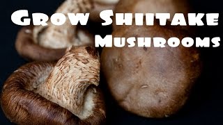 How to Grow Shiitake Mushrooms - Easy Growing