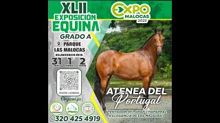 EXPOSICION EQUINA GRADO \