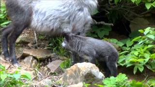 ニホンカモシカ親子　地獄谷野猿公苑