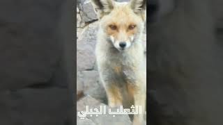 استمع الى صوت الثعلب الجبلي | fox