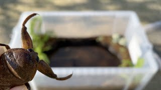 タガメが住みやすい様に、水生昆虫のビオトープを作ってみた。