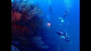 令和6年11月9日(土) タピオカの日🧋　熱海沈船＆ビタガ根