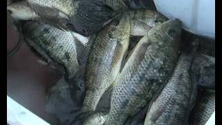 A former farmer and business man at Keetmanshoop taking advantage of Aqua culture -NBC