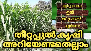 തീറ്റപുൽ കൃഷി, cattle food farming, പോതചെടി കൃഷി,