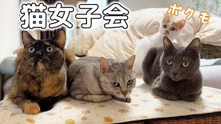 寒くなったのでホットカーペット出したら集まる猫たち！！