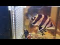 3 inch baby Indo datnoid tigerfish 3 bar ST Tail