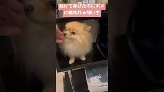 助けてあげたのにポメに噛まれる飼い主　#shorts #ポメラニアン