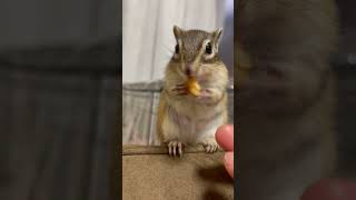 優しく「やめて！！」するシマリスが可愛いThe chipmunk Chiro who gently says \