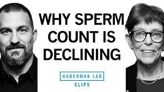 Why Male Fertility Is Declining Drastically | Dr. Shanna Swan \u0026 Dr. Andrew Huberman