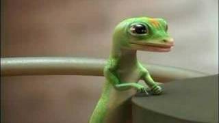 The Geico Gecko